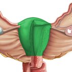 Gebärmutter (Uterus)