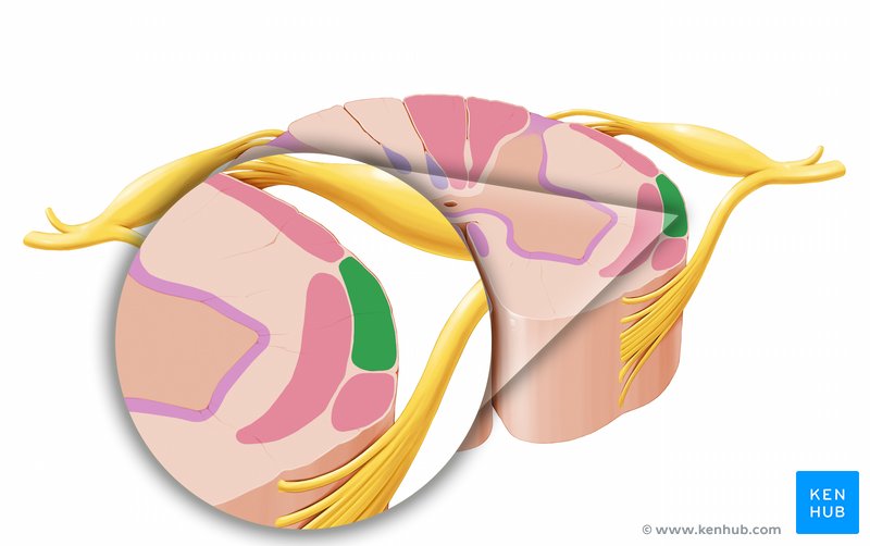 Anterior spinocerebellar tract - axial view