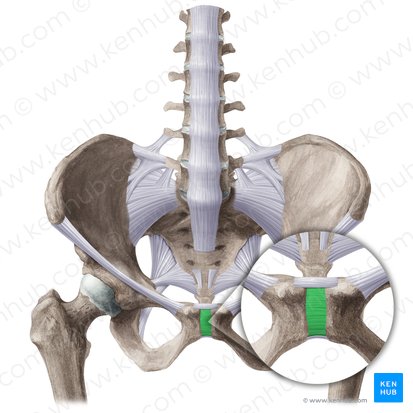 Ligamentum pubicum anterius (Vorderes Schambeinband); Bild: Liene Znotina