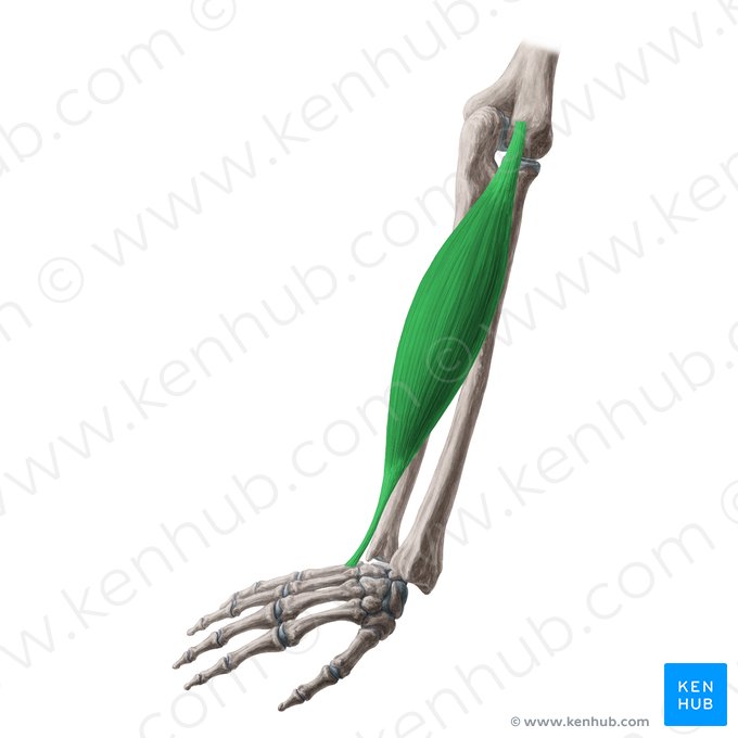 Músculo extensor ulnar do carpo (Musculus extensor carpi ulnaris); Imagem: Yousun Koh