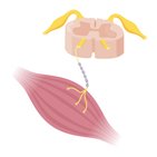 Motor neurons
