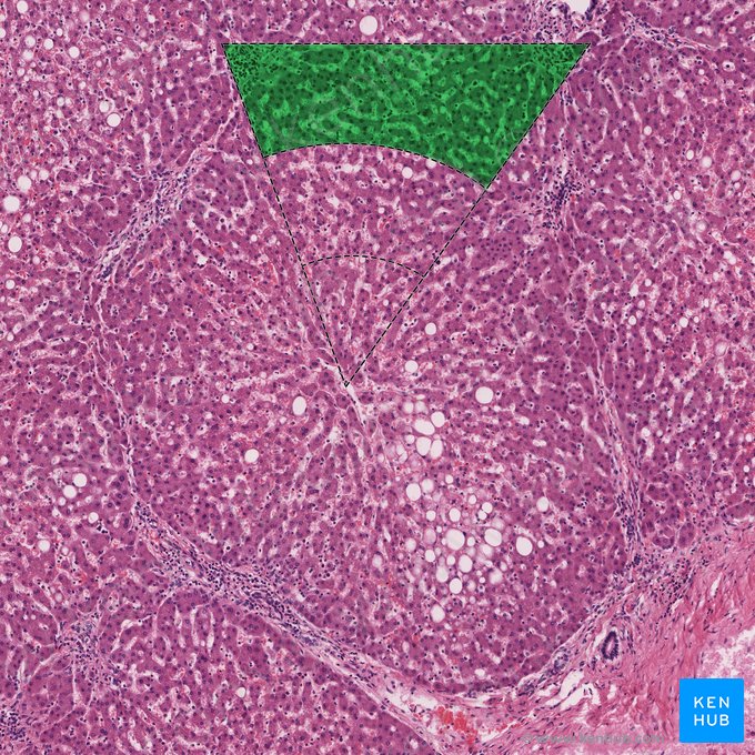 Peripheral zone (zone 1) (Zona peripherica (zona 1)); Image: 