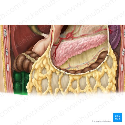 Ascending colon (Colon ascendens); Image: Esther Gollan