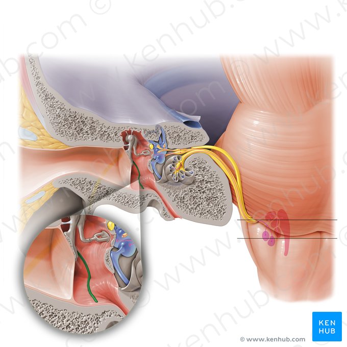 Cuerda del tímpano (Chorda tympani); Imagen: Paul Kim