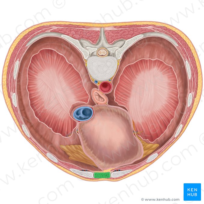 Sternum (Brustbein); Bild: Brendon Farley