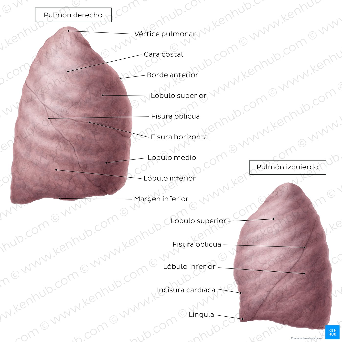 Vista lateral de los pulmones
