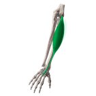 Musculus extensor carpi radialis brevis