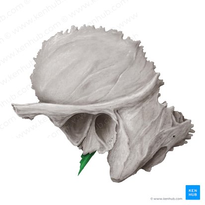 Proceso estiloides del hueso temporal (Processus styloideus ossis temporalis); Imagen: Samantha Zimmerman