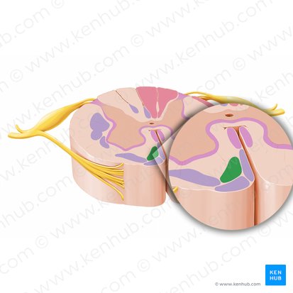 Tractus reticulospinalis medialis (Medialer pontoretikulärer Trakt); Bild: Paul Kim