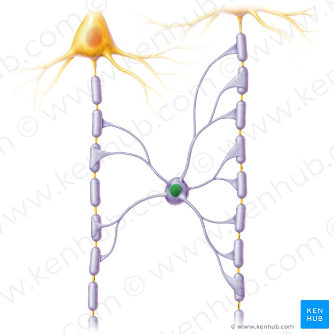 Nucleus oligodendrocyti (Zellkern des Oligodendrozyten); Bild: Paul Kim