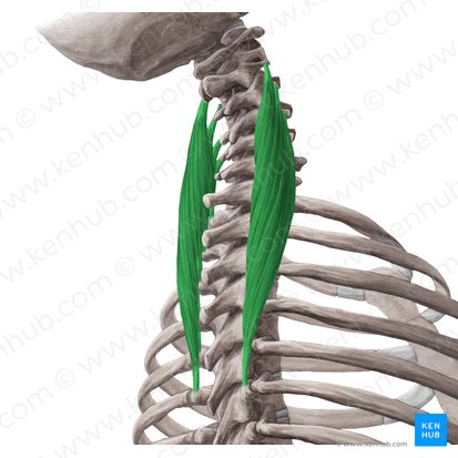 Musculus longissimus cervicis (Halsteil des langen Rückenmuskels); Bild: Yousun Koh