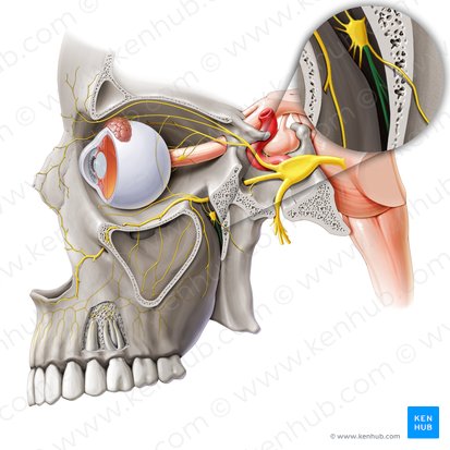 Palatine nerves (Nervi palatini); Image: Paul Kim