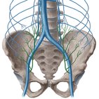 Vena epigastrica inferior