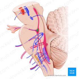 Motor nucleus of trigeminal nerve (Nucleus motorius nervi trigemini); Image: Paul Kim
