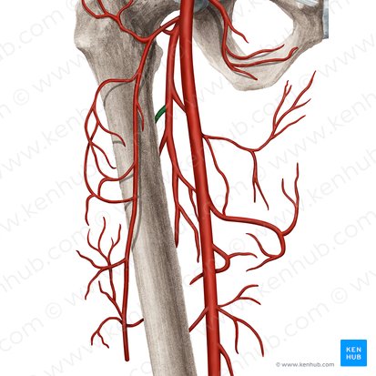 First femoral perforating artery (Arteria perforans prima femoris); Image: Rebecca Betts