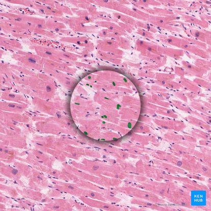 Núcleos de cardiomiócitos (Nuclei cardiomyocytorum); Imagem: 