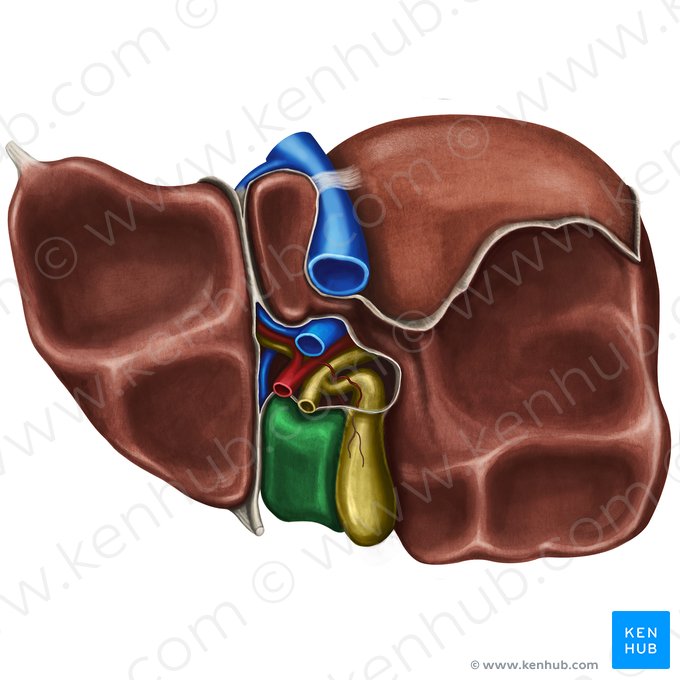 Quadrate lobe of liver (Lobus quadratus hepatis); Image: Irina Münstermann