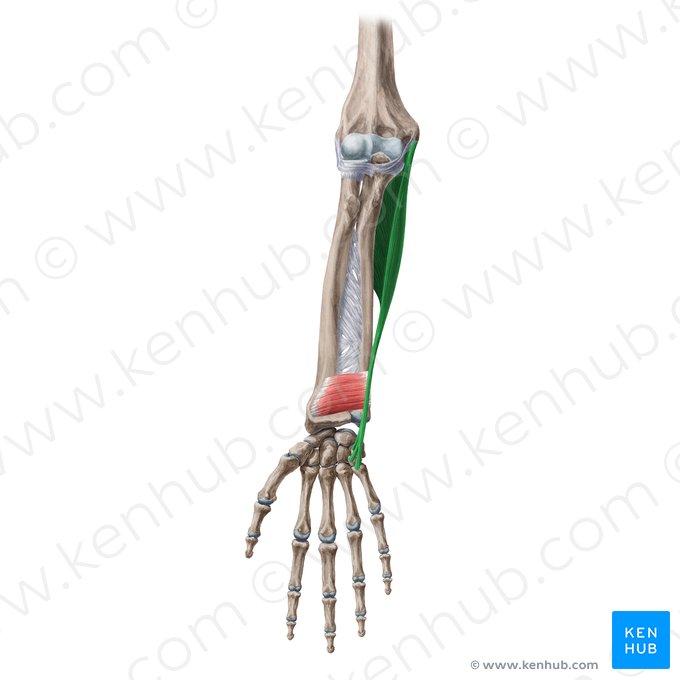 Musculus flexor carpi ulnaris (Ellenseitiger Handbeuger); Bild: Yousun Koh