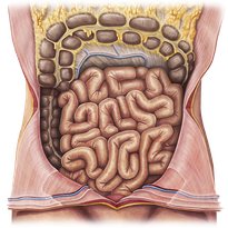 Small intestine