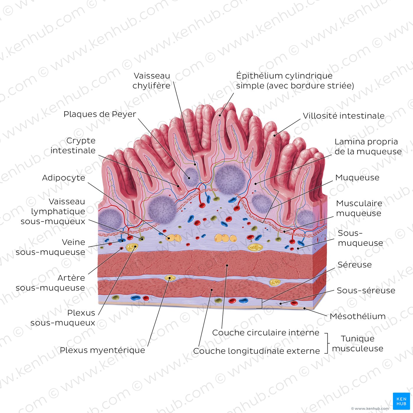 Structure histologique de l'iléon (schéma)