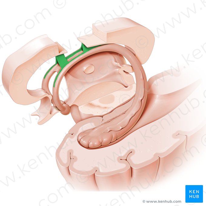 Septum pellucidum; Imagen: Paul Kim