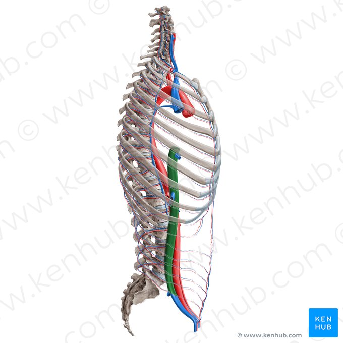 Inferior vena cava (Vena cava inferior); Image: Paul Kim