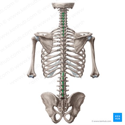 Musculi interspinales (Zwischendornmuskeln); Bild: Yousun Koh