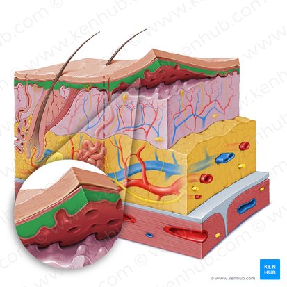 Estrato espinoso (Stratum spinosum epidermis); Imagen: Paul Kim