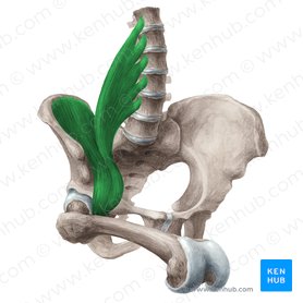 Músculo iliopsoas (Musculus iliopsoas); Imagem: Liene Znotina