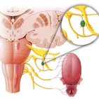 Ganglion oticum