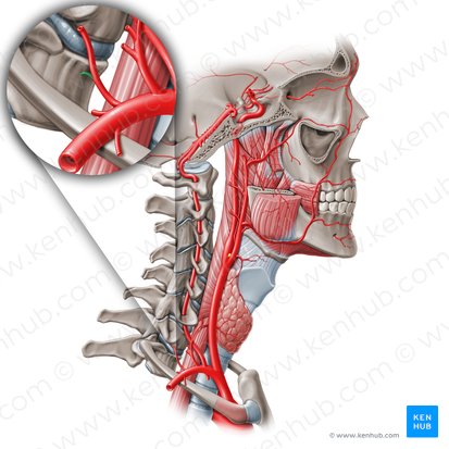 Arteria intercostal suprema (Arteria intercostalis suprema); Imagen: Paul Kim