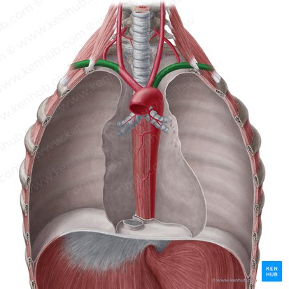 Arteria subclavia (Unterschlüsselbeinarterie); Bild: Yousun Koh