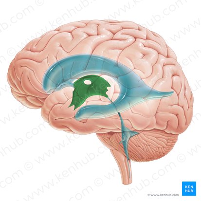 Tercer ventrículo (Ventriculus tertius); Imagen: Paul Kim