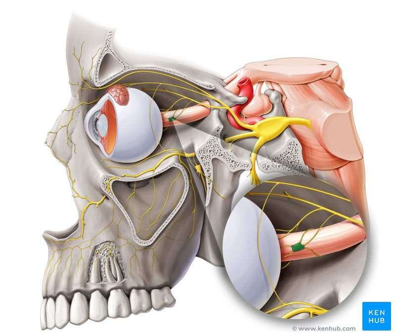 Ciliary ganglion - lateral-left view