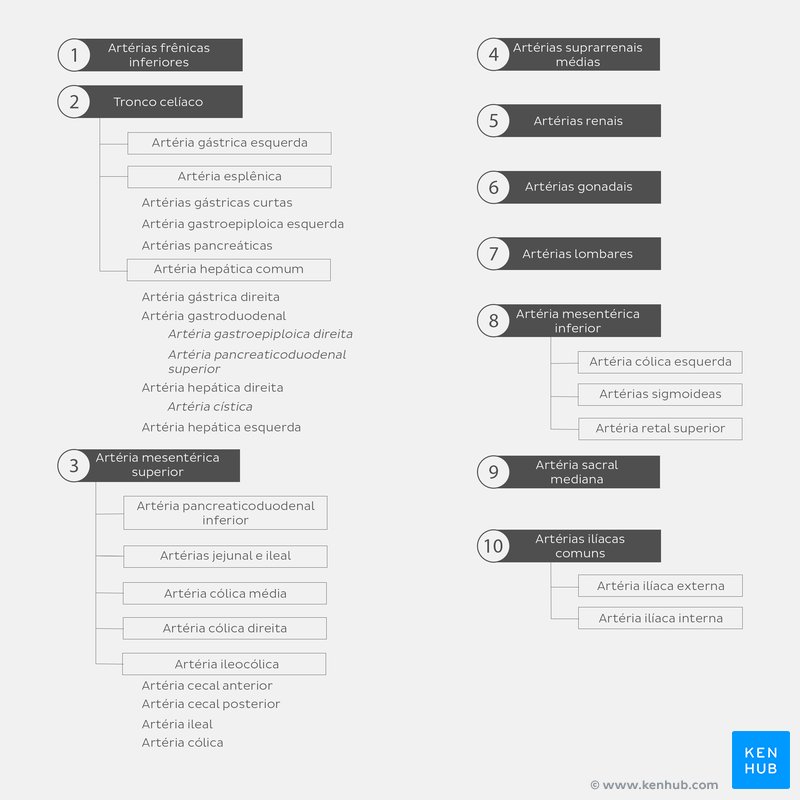 Ramos da aorta abdominal - um diagrama