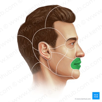 Oral region (Regio oralis); Image: Paul Kim