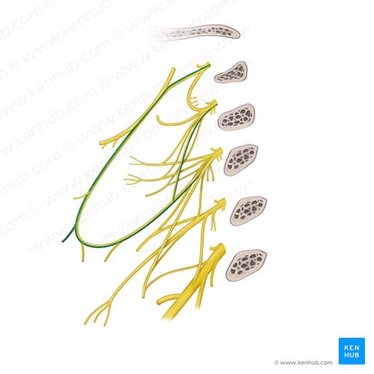 Ramo para el músculo esternotiroideo del plexo cervical (Ramus sternothyroideus ansae cervicalis); Imagen: Paul Kim
