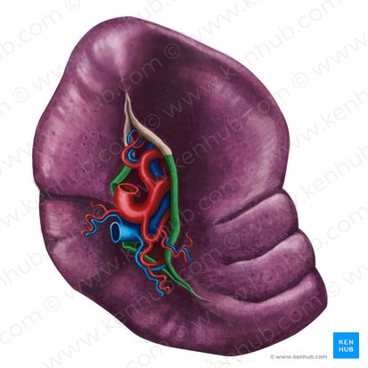 Ligament splénorénal (Ligamentum splenorenale); Image : Irina Münstermann