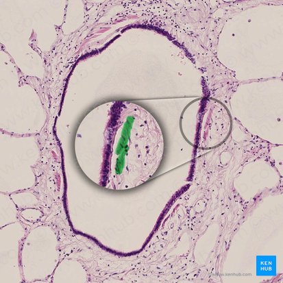 Músculo liso do bronquíolo terminal (Textus muscularis levis bronchioli terminalis); Imagem: 