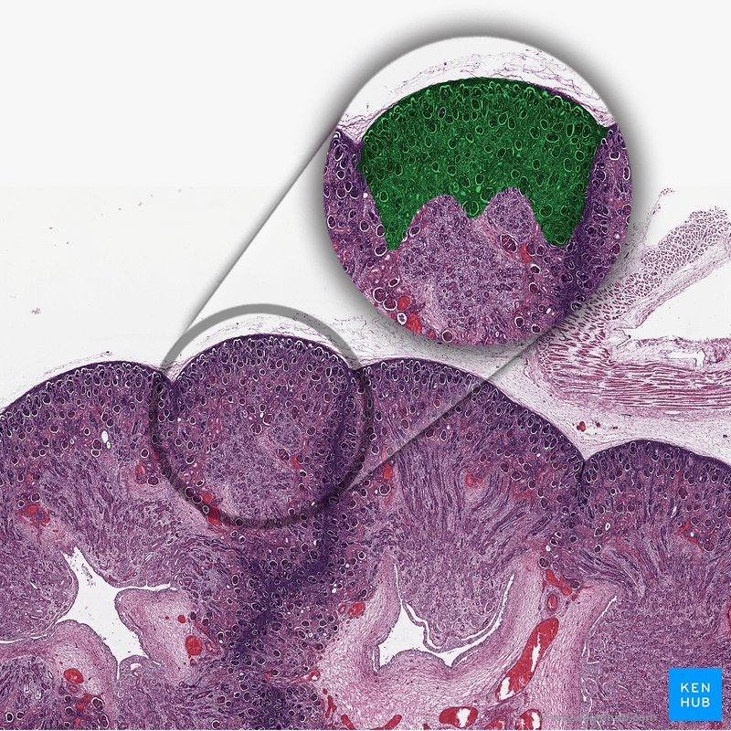 Renal cortex - Histological slide