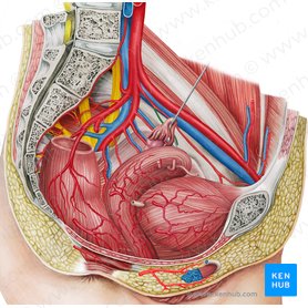 Arteria vesical superior izquierda (Arteria vesicalis superior sinistra); Imagen: Irina Münstermann