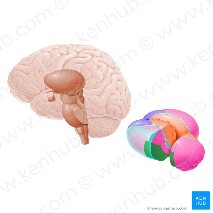 Núcleo ventral posterolateral del tálamo (Nucleus ventralis posterolateralis); Imagen: Paul Kim