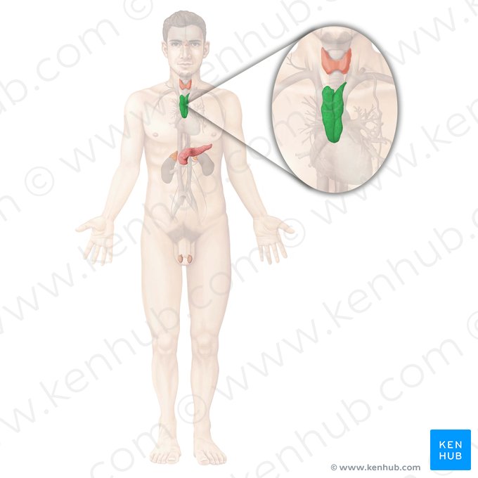 Timo (Thymus); Imagem: Begoña Rodriguez