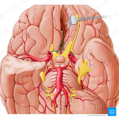 Artéria cerebral anterior (Arteria anterior cerebri); Imagem: Paul Kim