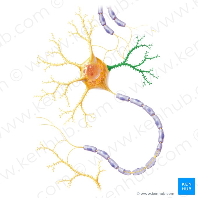 Dendrites (Dendrita); Image : Paul Kim