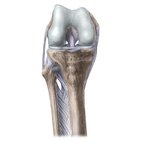 Tibia et fibula