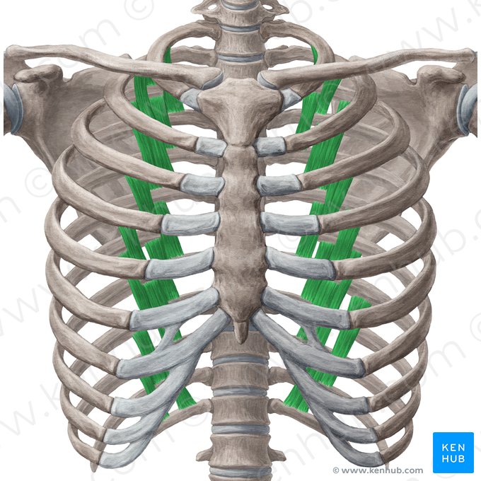 Musculi subcostales (Unterrippenmuskeln); Bild: Yousun Koh