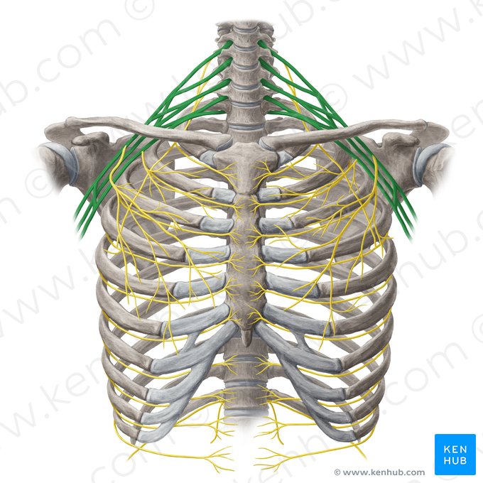 Brachial plexus (Plexus brachialis); Image: Yousun Koh