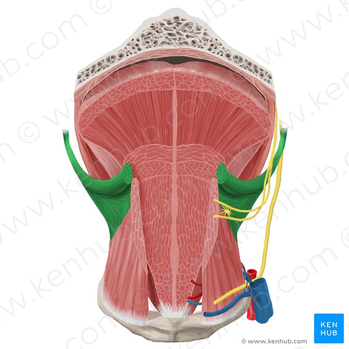 Músculo estiloglosso (Musculus styloglossus); Imagem: Begoña Rodriguez