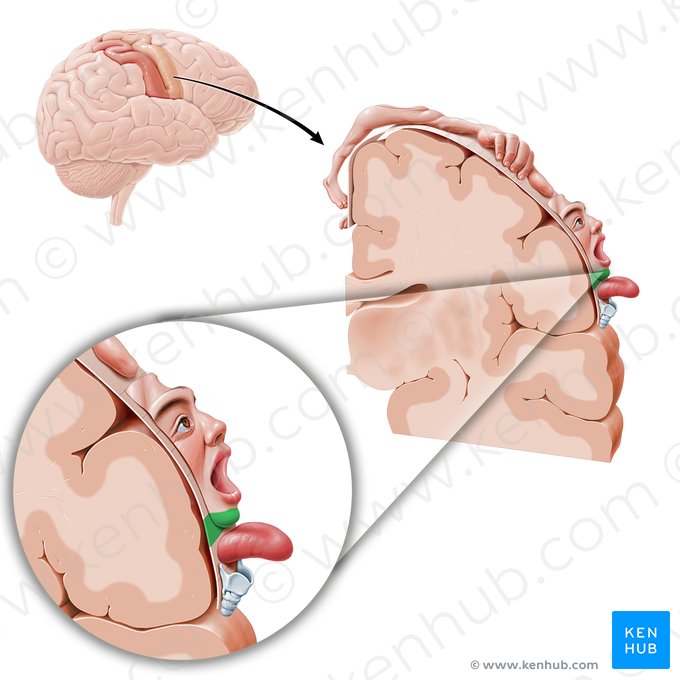 Corteza motora del mentón (Cortex motorius regionis mentalis); Imagen: Paul Kim